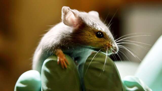 Spår av möss eller råttor har hittat på en förskola i Kil vid två olika tillfällen sedan november 2022. 
