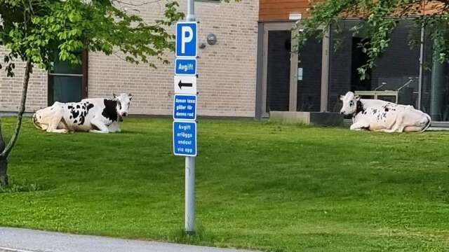 Två kossor befann sig utanför biblioteket på onsdagsmorgonen. 