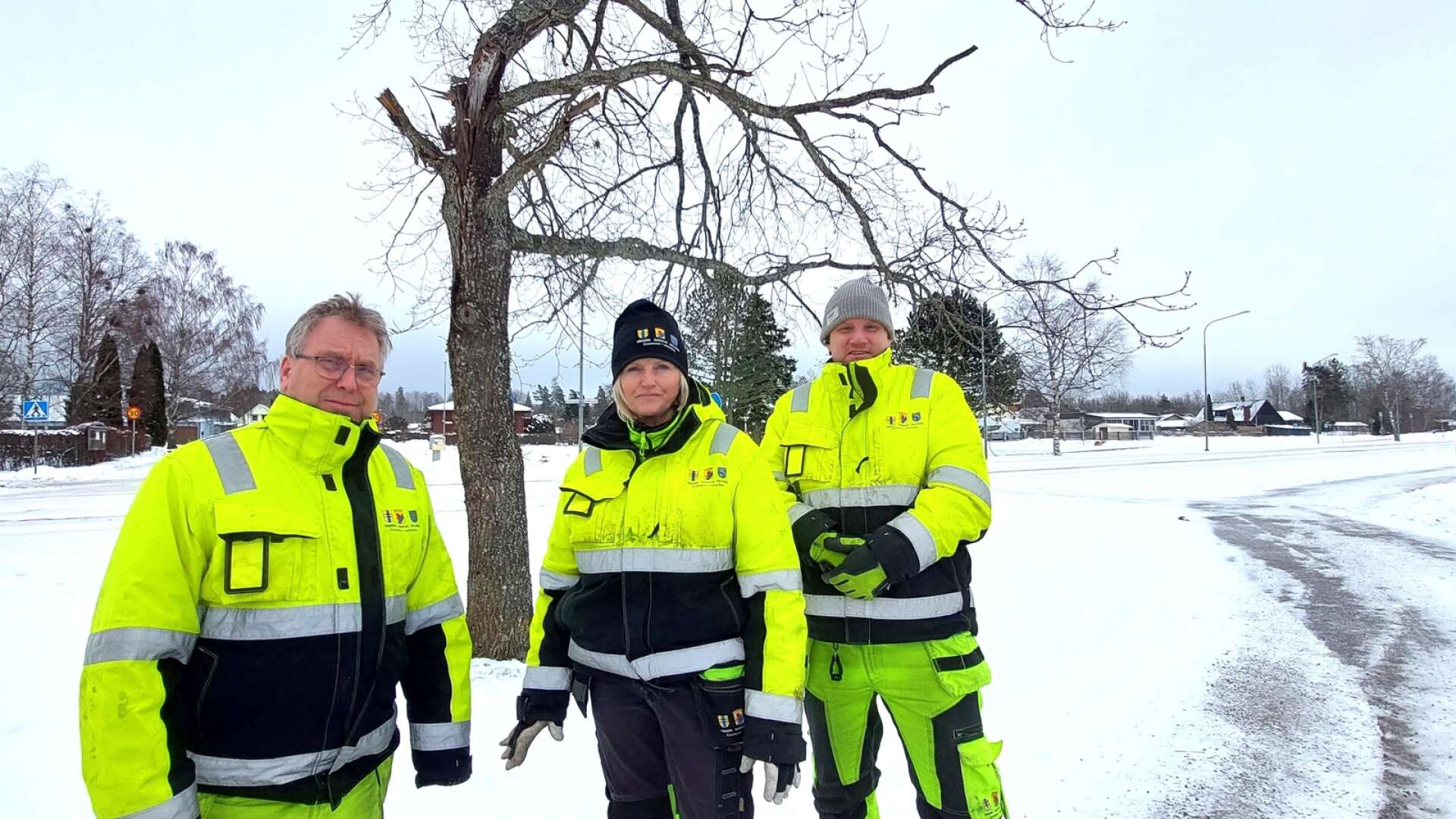 Sören Olofsson, Katarina Vikström, Jesper Olsson på gatu- och parkavdelningen framför en stukad ek från stormen 2022.