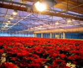 Närmare 40 000 julstjärnor levereras kring jul från det varma växthuset på Hammarö.