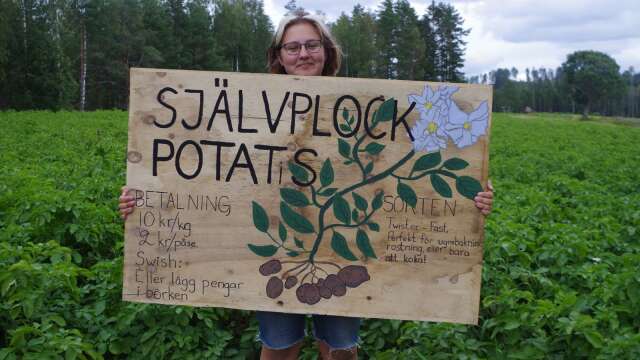 På en skylt finns all information om Alma Melitshenkos potatis som kan självplockas i Esbjörbyn, Långserud.
