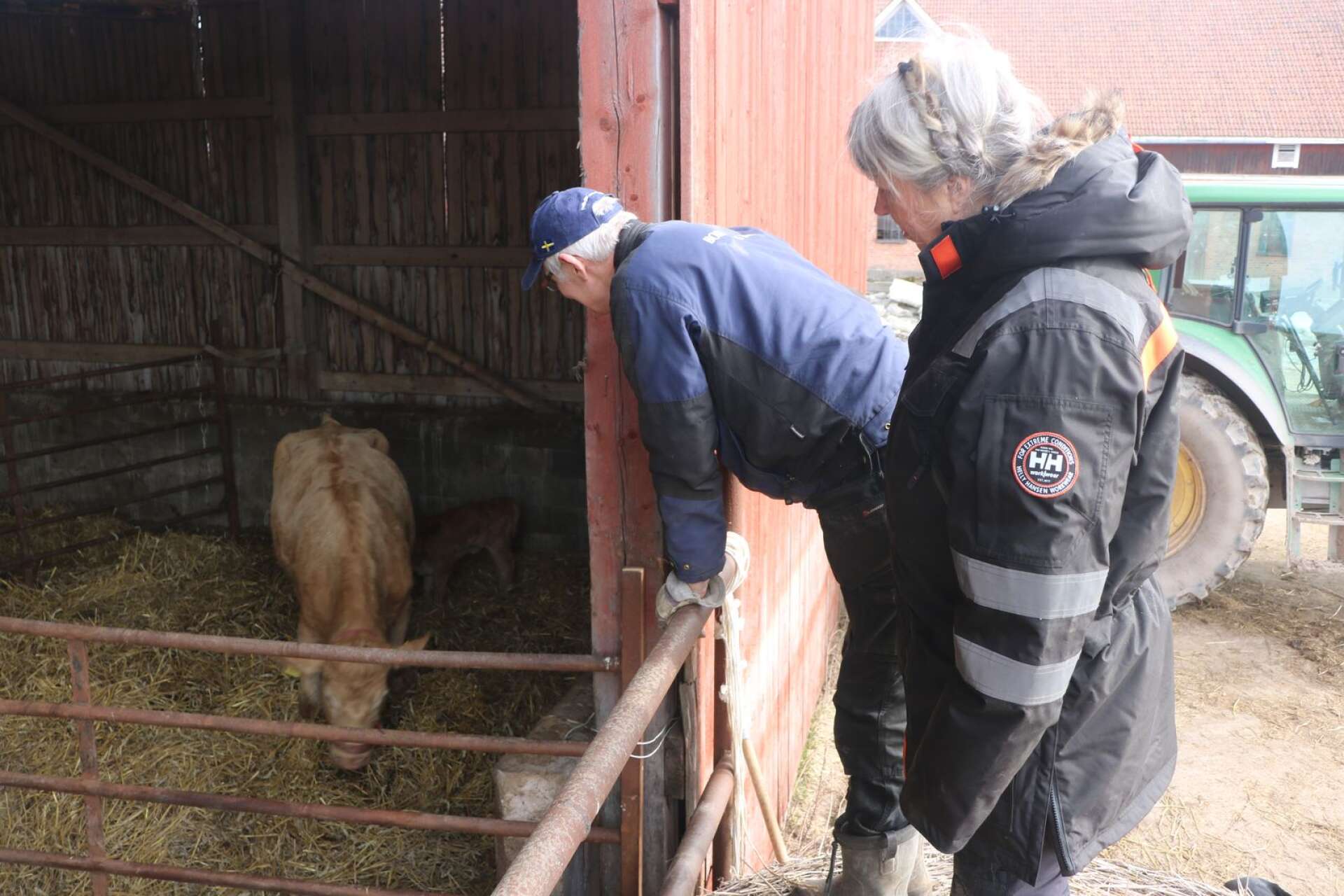 Marita och Kåre spanar på en kossa som födde tvillingar dagen innan. Kåre får sen gå in och hjälpa den ena kalven att dia. 