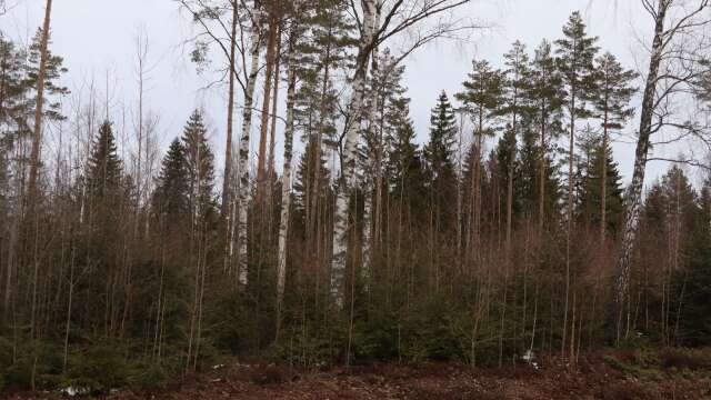 Idag är det mest skog på området som ska byggas om till Björnemossens industriområde.