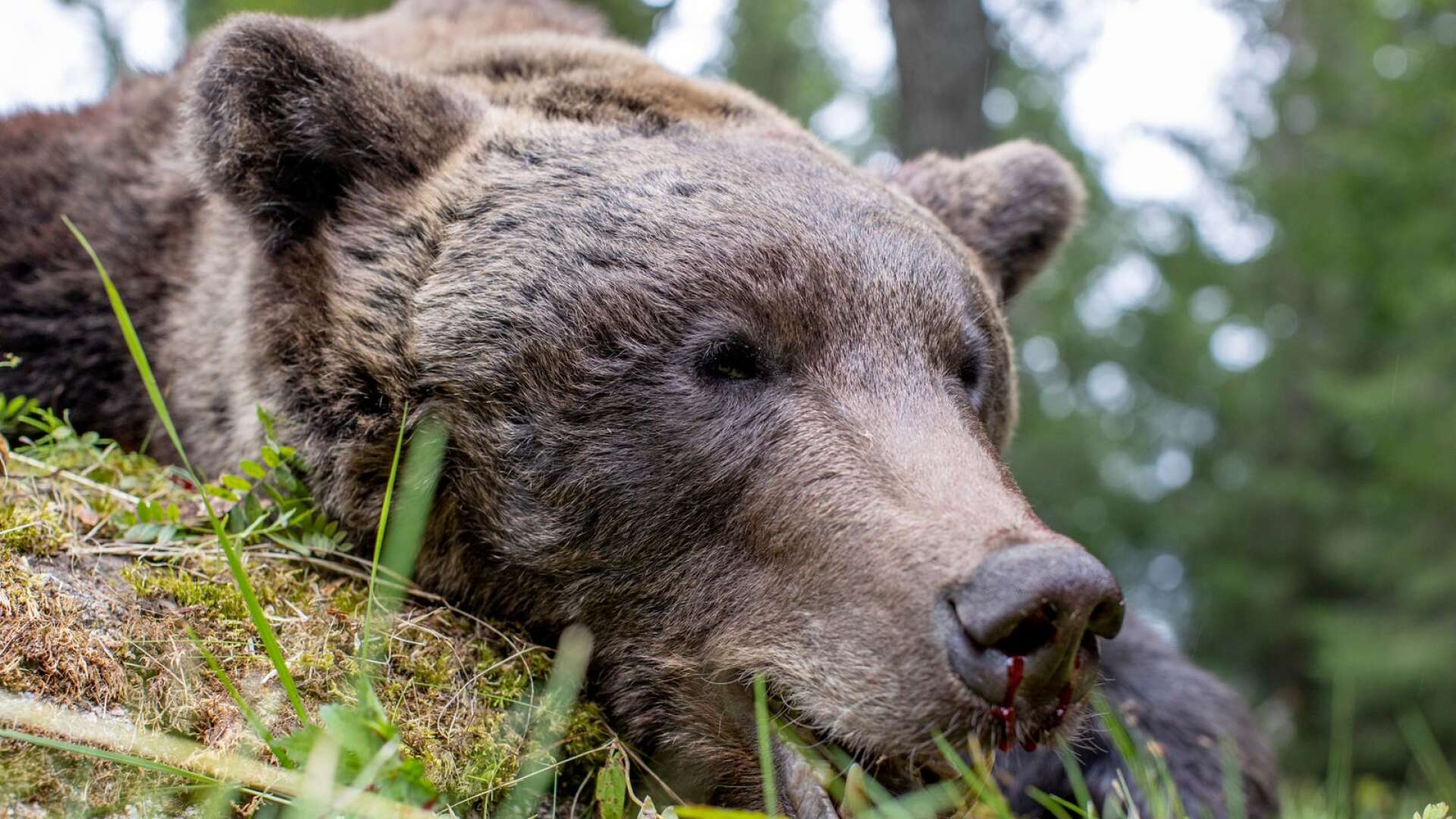 Nu har Länsstyrelsen beslutet om hur många björnar som får fällas i årets jakt. Arkivbild.