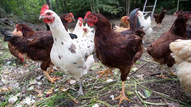 Höns måste vara inomhus. Det har Jordbruksverket bestämt med anledning av att fågelinfluensaviruset cirkulerar.