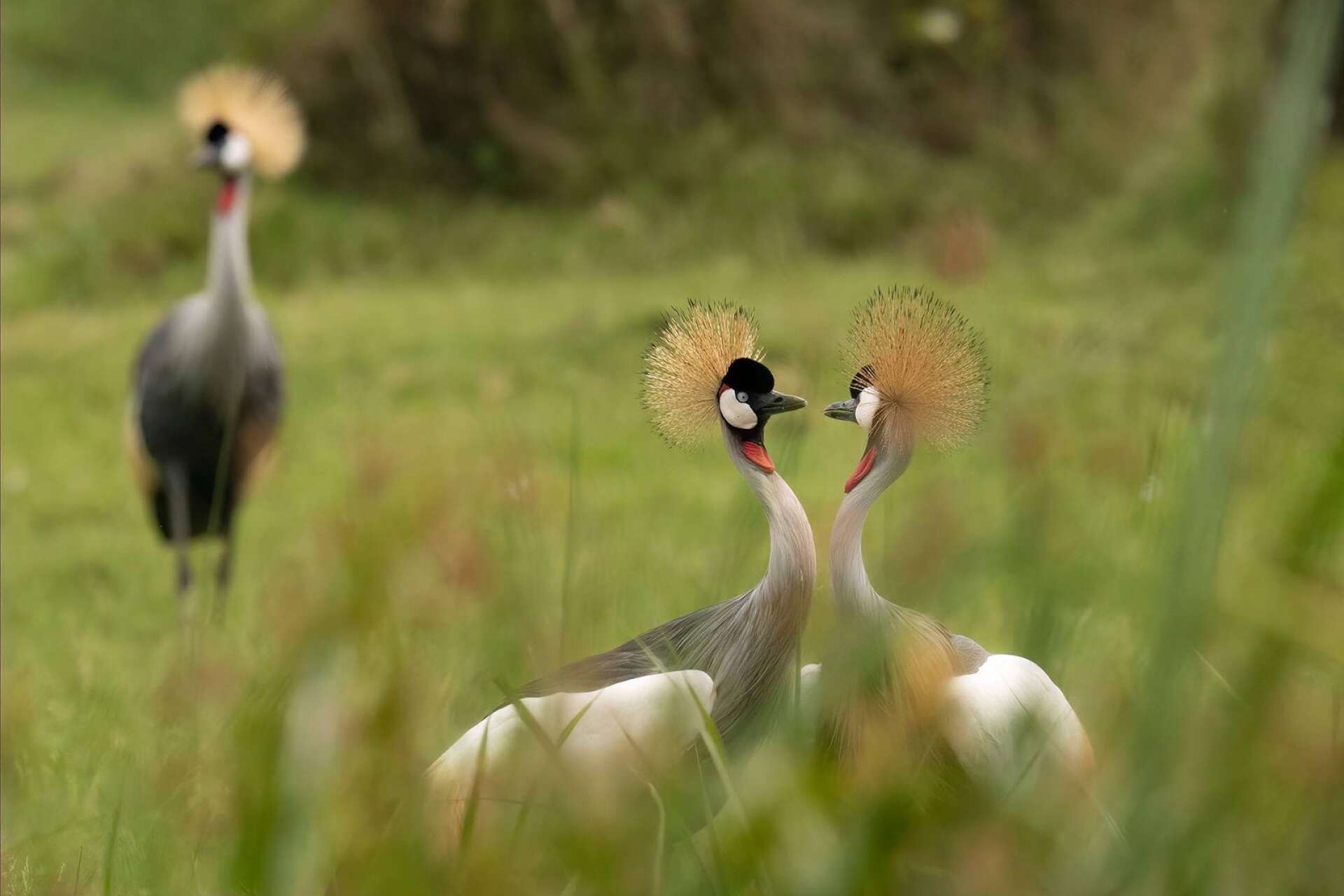 Krontranan är Ugandas nationalfågel och finns med som symbol mitt i nationsflaggan. Kent ttckte att det var bland de vackraste fåglar han sett.