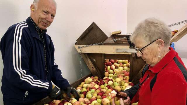 Åmåls trädgårdsförening är i full gång i musteriet. Åke Bäckström och Ulla Jansson i fullgång med att kontrollera äpplen som ska gå vidare till pressen för att bli must.
