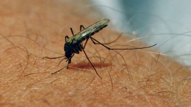 Förekomsten av mygg har varit lägre i Forshaga och Deje i år. 