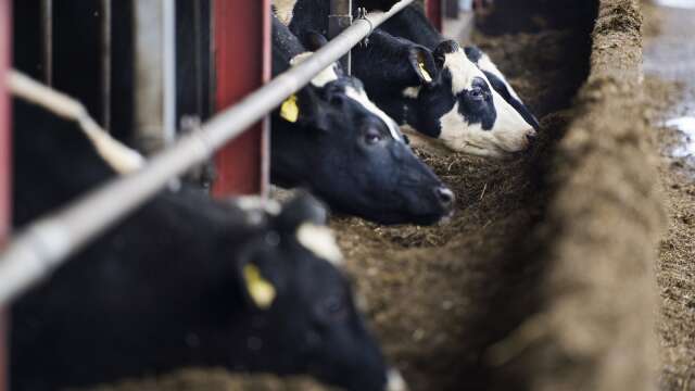 ”Nils L” menar att det blir korna som drabbas när priset på mjölk och mejeriprodukter sjunker.