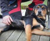 Blandrastiken Lycka är en av de senaste hundarna som Eva Gustavsson rehabiliterat.