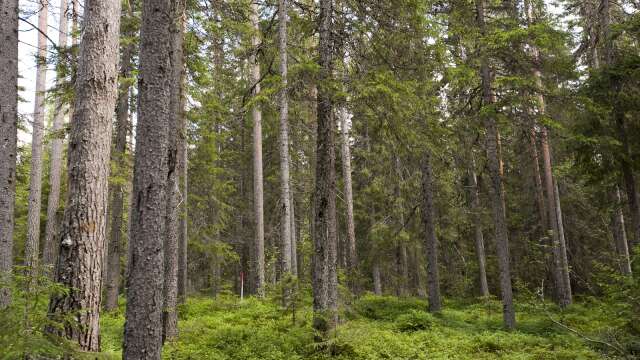 Satsningen på det nya projektet innebär att 292 miljoner kronor satsa på den svenska skogen.