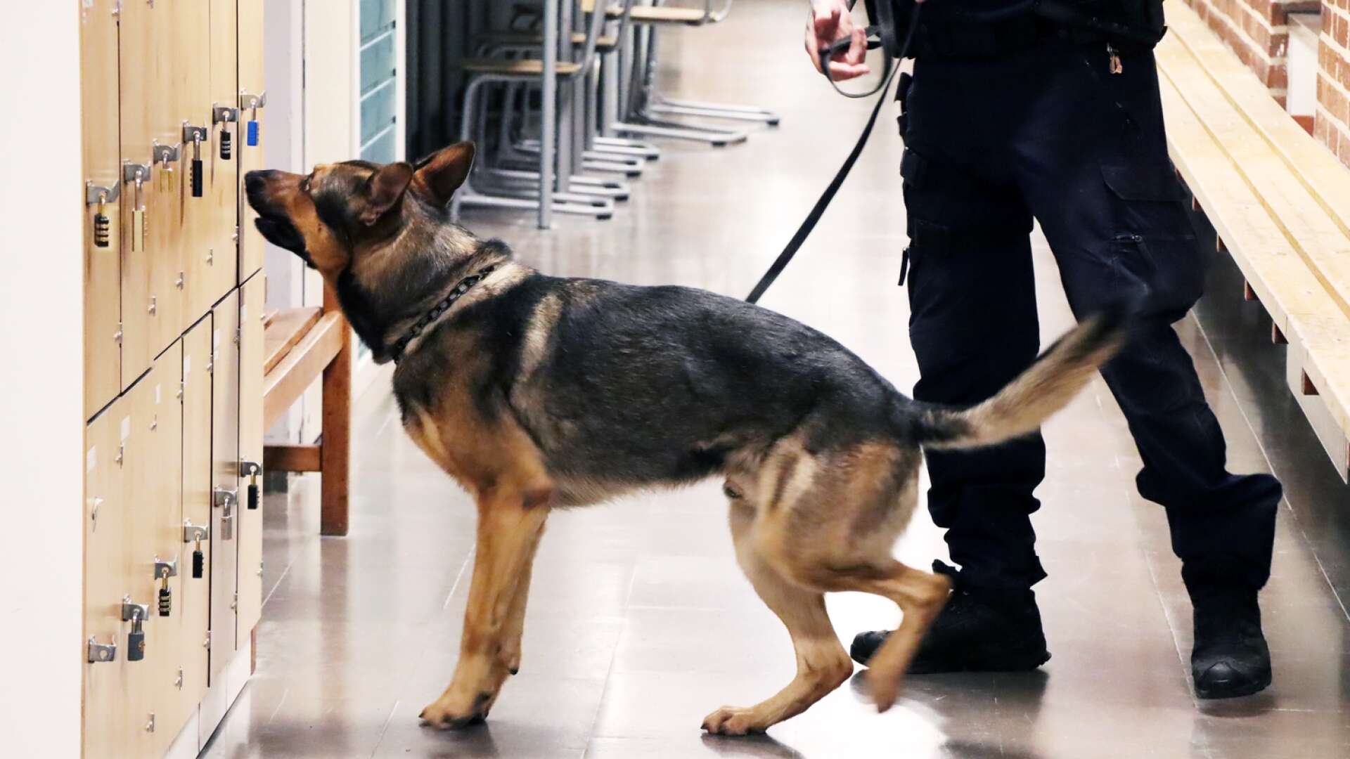 Ett förslag till riktlinje vid användning av privata narkotikahundar håller på att tas fram i Åmål. GENREBILD.