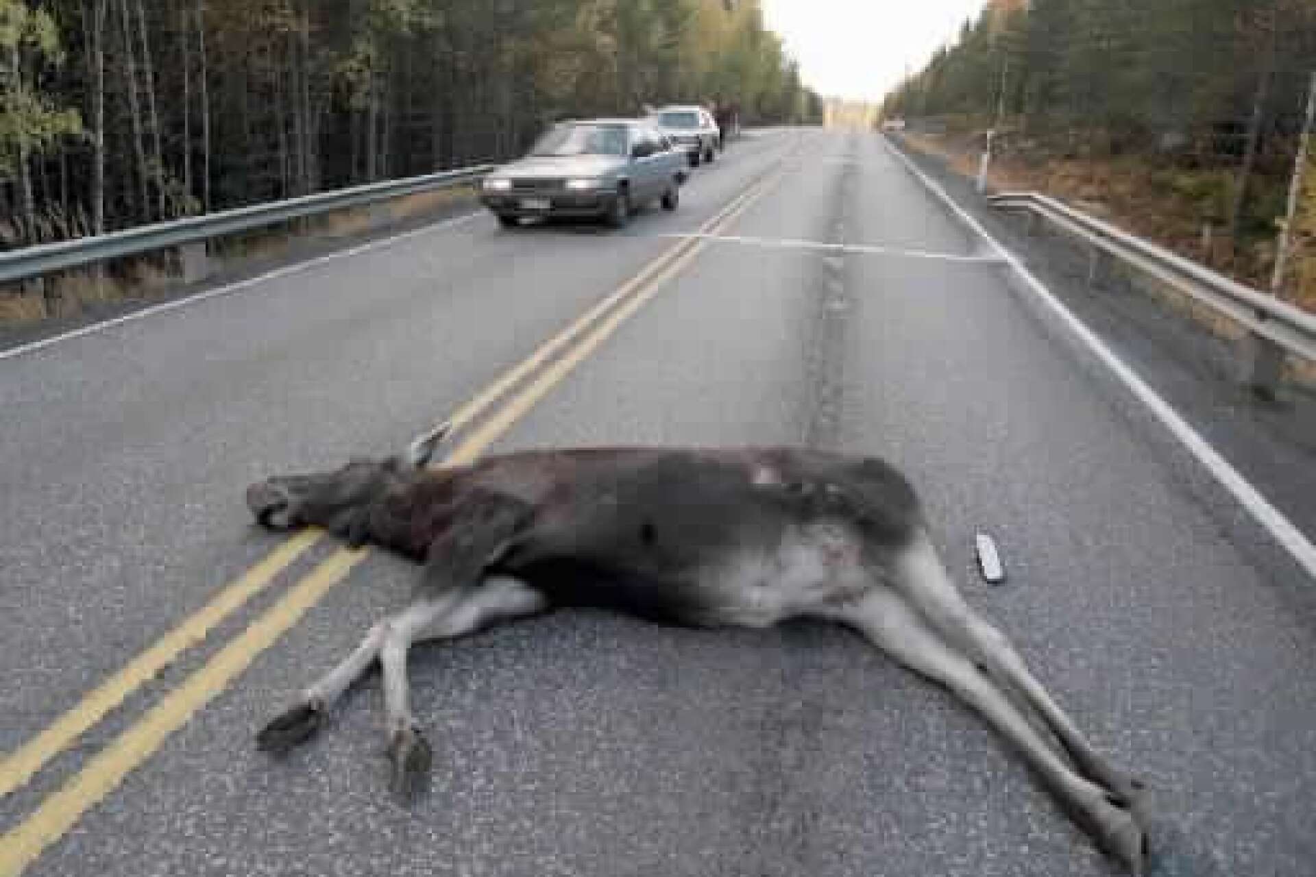 Älgar är det djur som är farligast att köra på och står för 80 procent av alla viltolyckor med dödlig utgång.