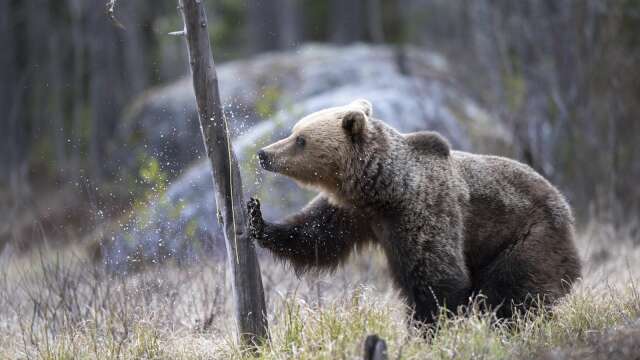 Skulle du stöta på en björn i skogen så gör dig hörd så att den uppmärksammar dig. Då brukar björnen i allmänhet ge sig av.
