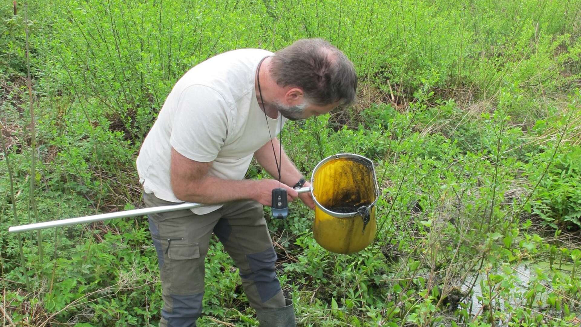 Klimat- och miljöstrategen Niklas Wahlström hittade grodyngel vid vitsippekullen.