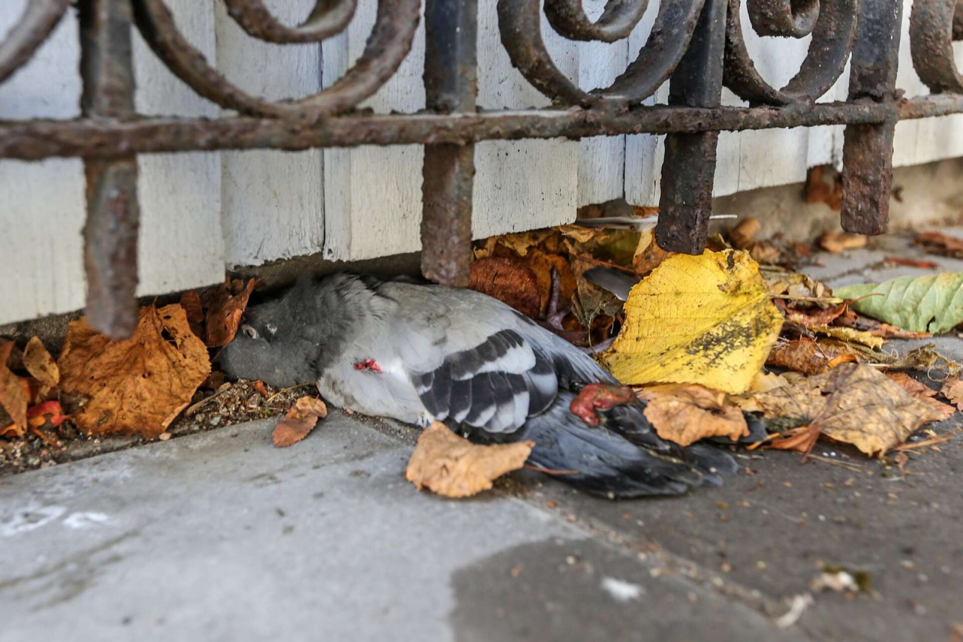 Nu är det bekräftat att de döda duvor som påträffats i centrala Lidköping var drabbade av duvpest.