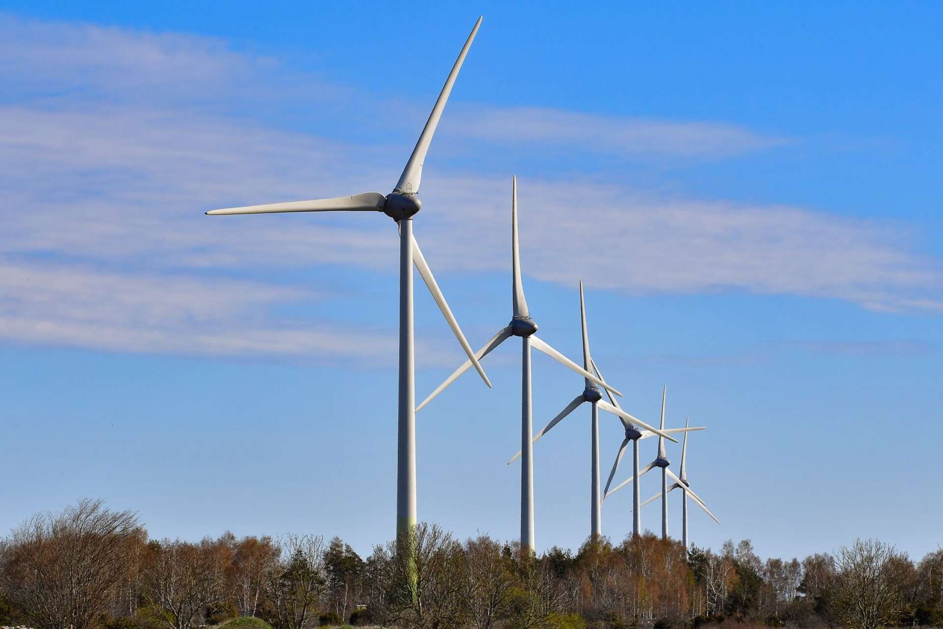 ”Som alla energislag påverkar även vindkraft miljön. Men det är vilseledande att ge intrycket att byggandet av vindkraftverk kräver kalhyggen”.