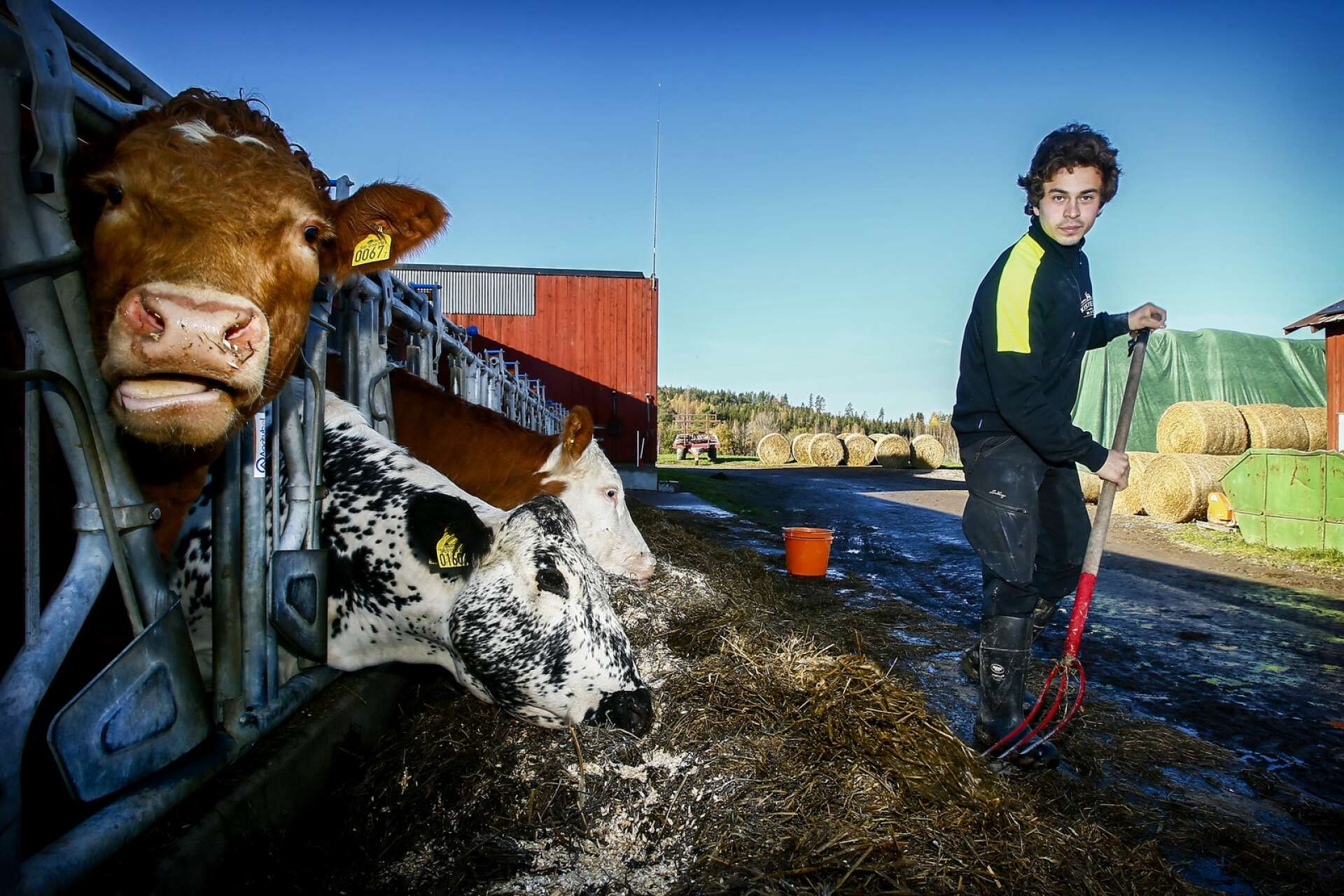Daniel Karlsson där han trivs bäst, tillsammans med korna på gården. Planen är att hans och familjens köttkor ska ersättas av mjölkkor inom ett år. 