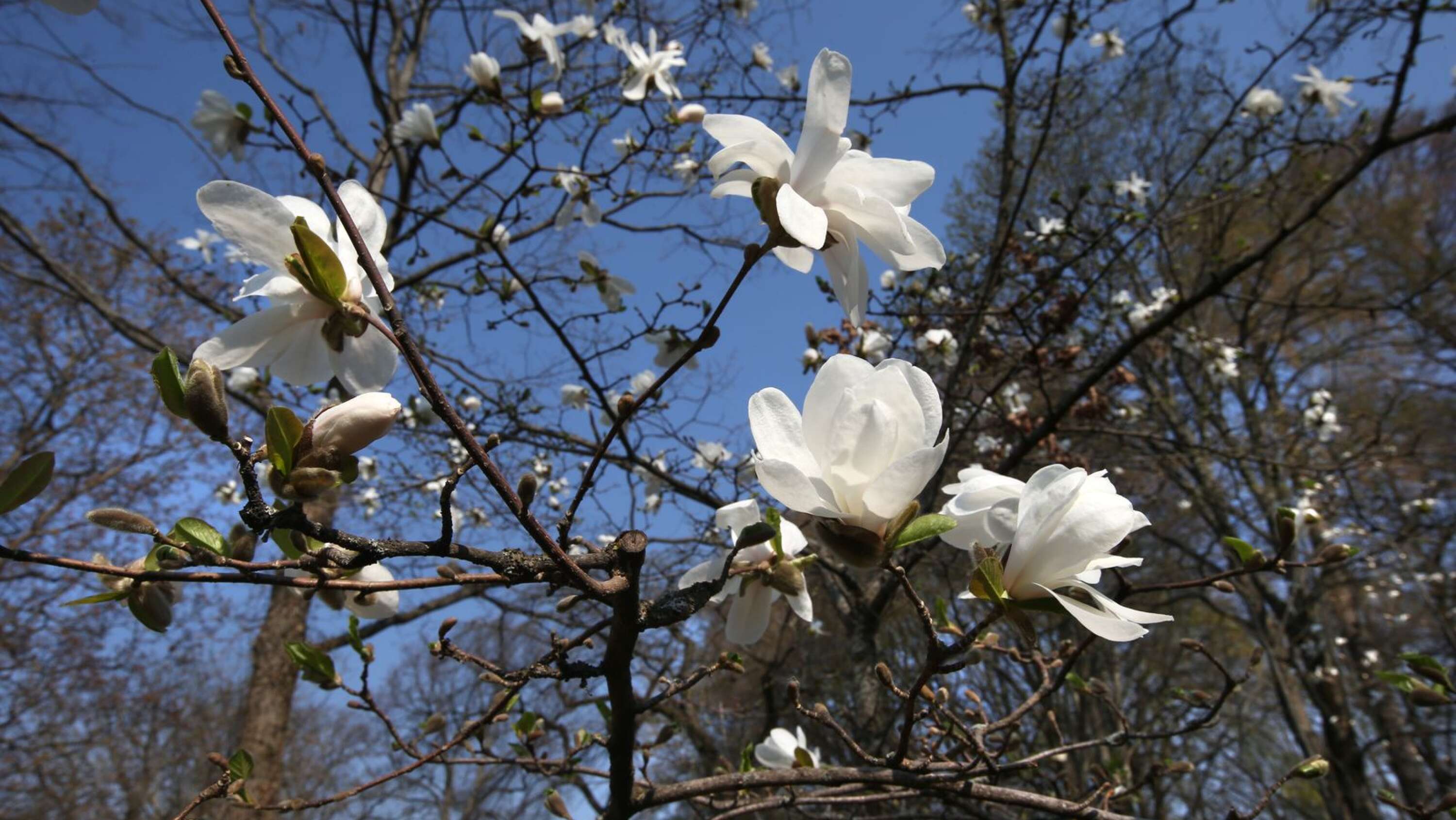 Stadsträdgården har anor från 1800-talet och från början odlades magnolia. Växten är normalt svårodlad, men den har frodats i parken. På bilden stjärnmagnolia som växer i Stadsträdgården.