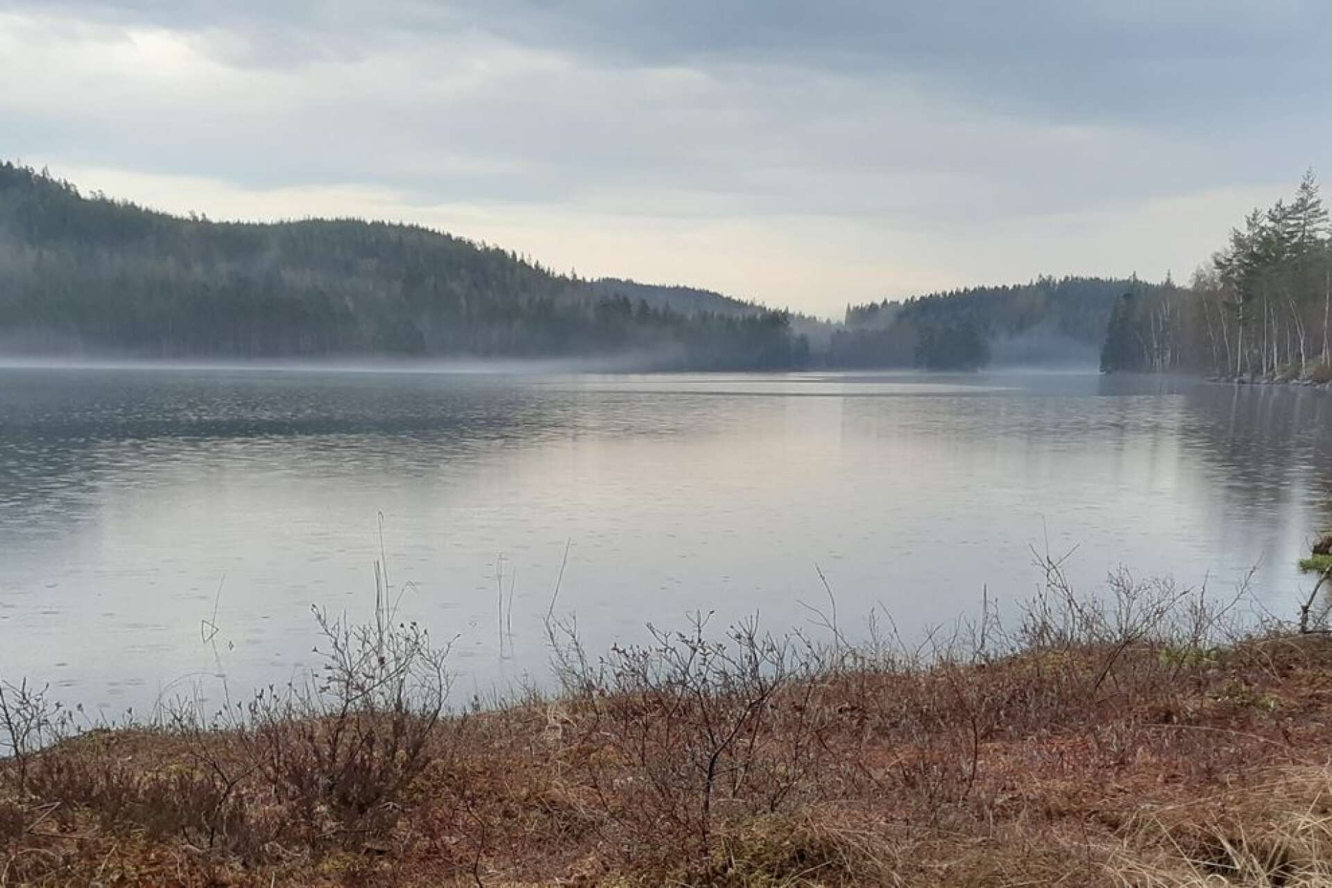 Skogen är alltid nära i Värmland. Nu blir skog också ett tema för ett konstprojekt, där många aspekter på skogen möts.