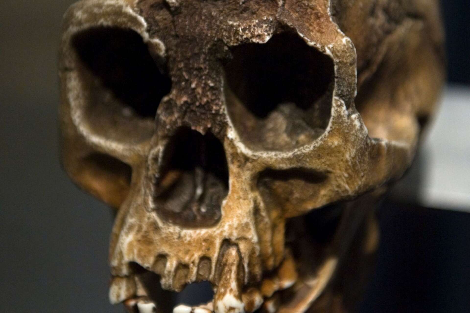 Det här är en replika på kraniet som använts vid rekonstruktionen av Homo Floresiensis.