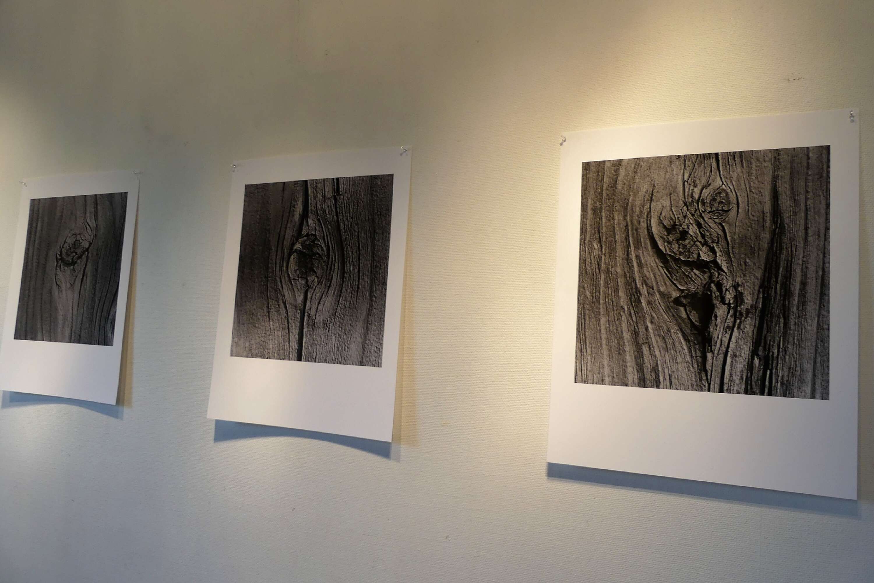 Närbilder av trädstammar utgör en stor del av utställningen.