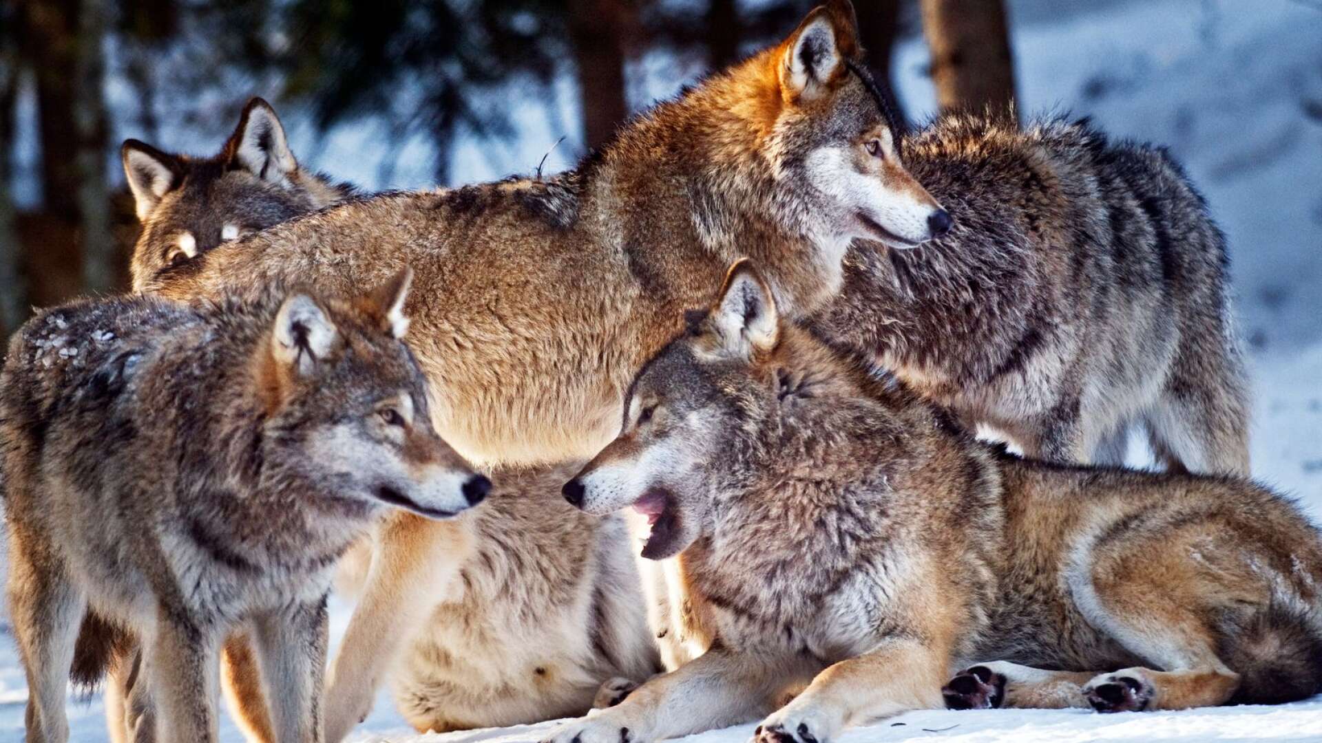 Norska regeringens beslut om licensjakt på 25 vargar i ulvesonen har fått klartecken av lagmansretten. Nu kan jakten starta även i den norska delen av Römskogsreviret.