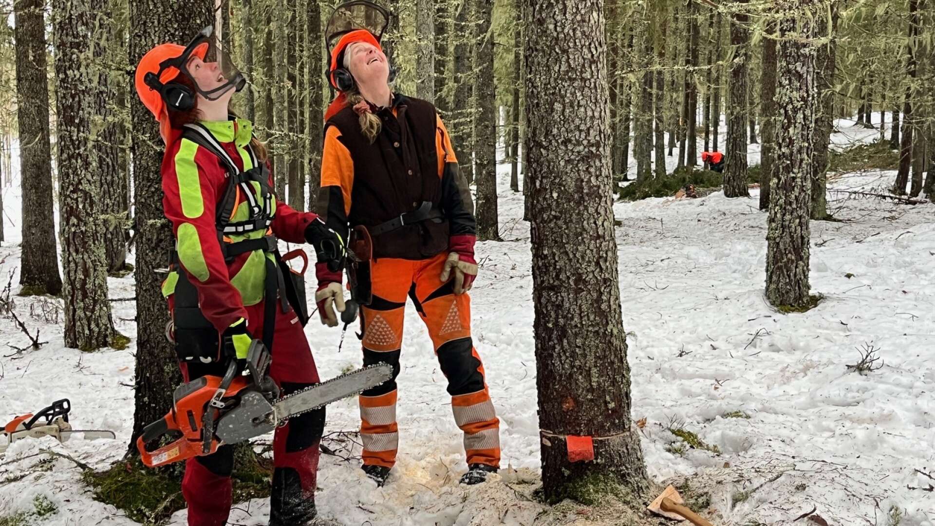 Lovisa Lundmark håller på att fälla sitt första större träd. Cecilia Berntsson vägleder.
