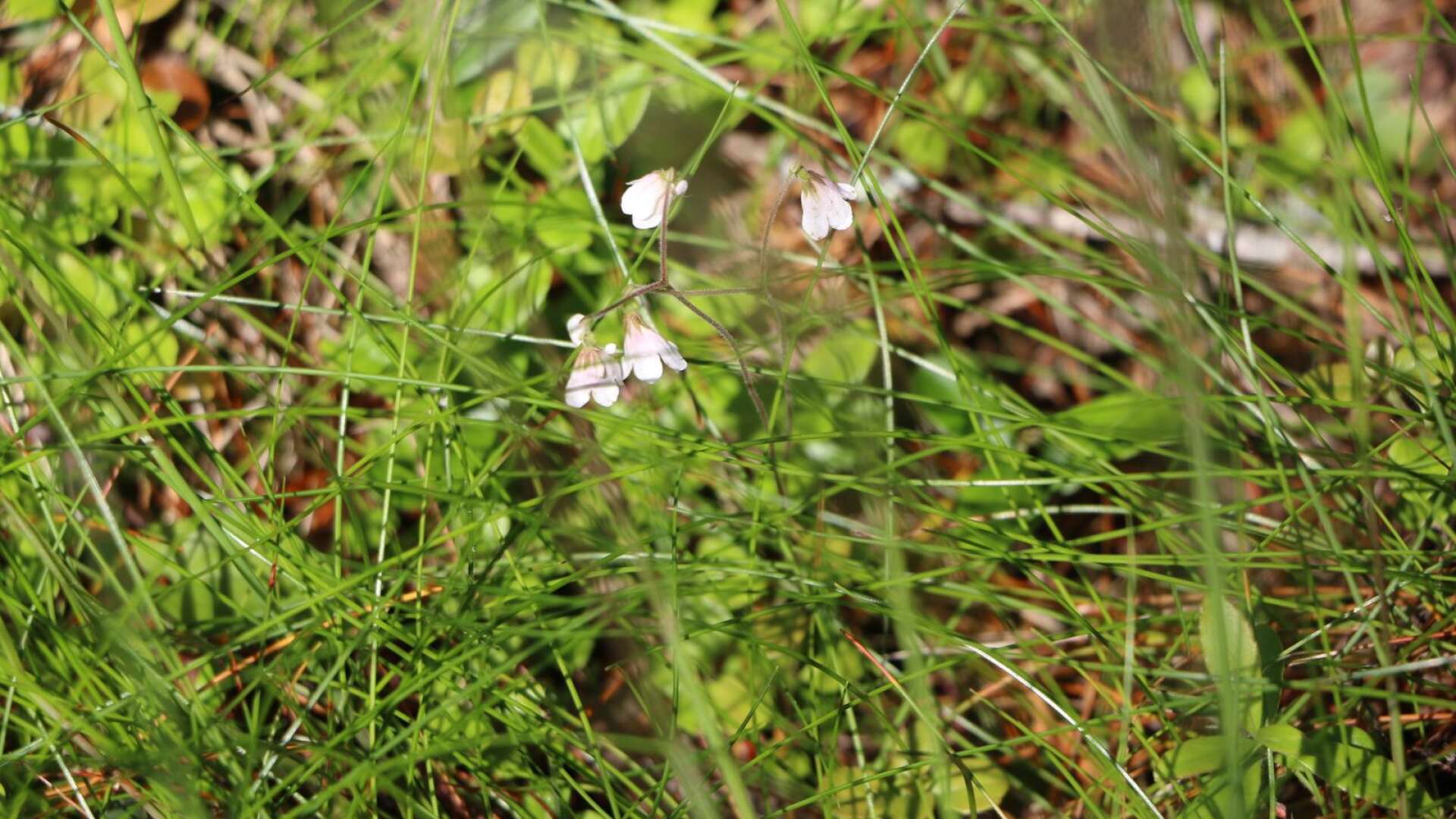 Linnéa är en av de växter man kan se längs leden.