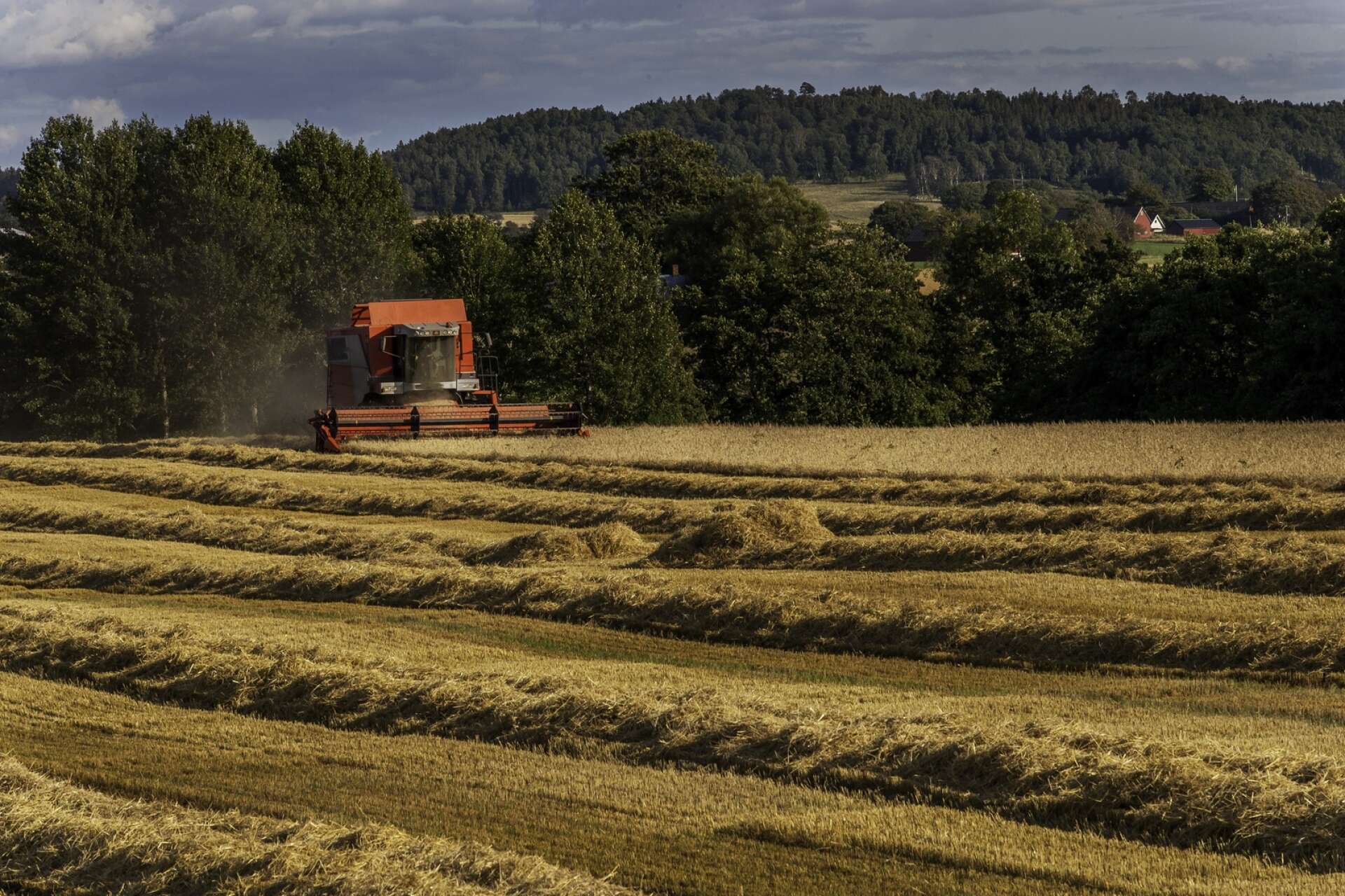 Efter både torka och en extrem nederbörd har skördeåret 2023 blivit bland de sämsta i Sverige på 30 år. Det är både avkastningen och kvalitén på skörden som drabbar lantbrukare, berättar Carl-Fredrik Svederberg, ledamot i Lantmännens distriktsstyrelse i Skaraborg.