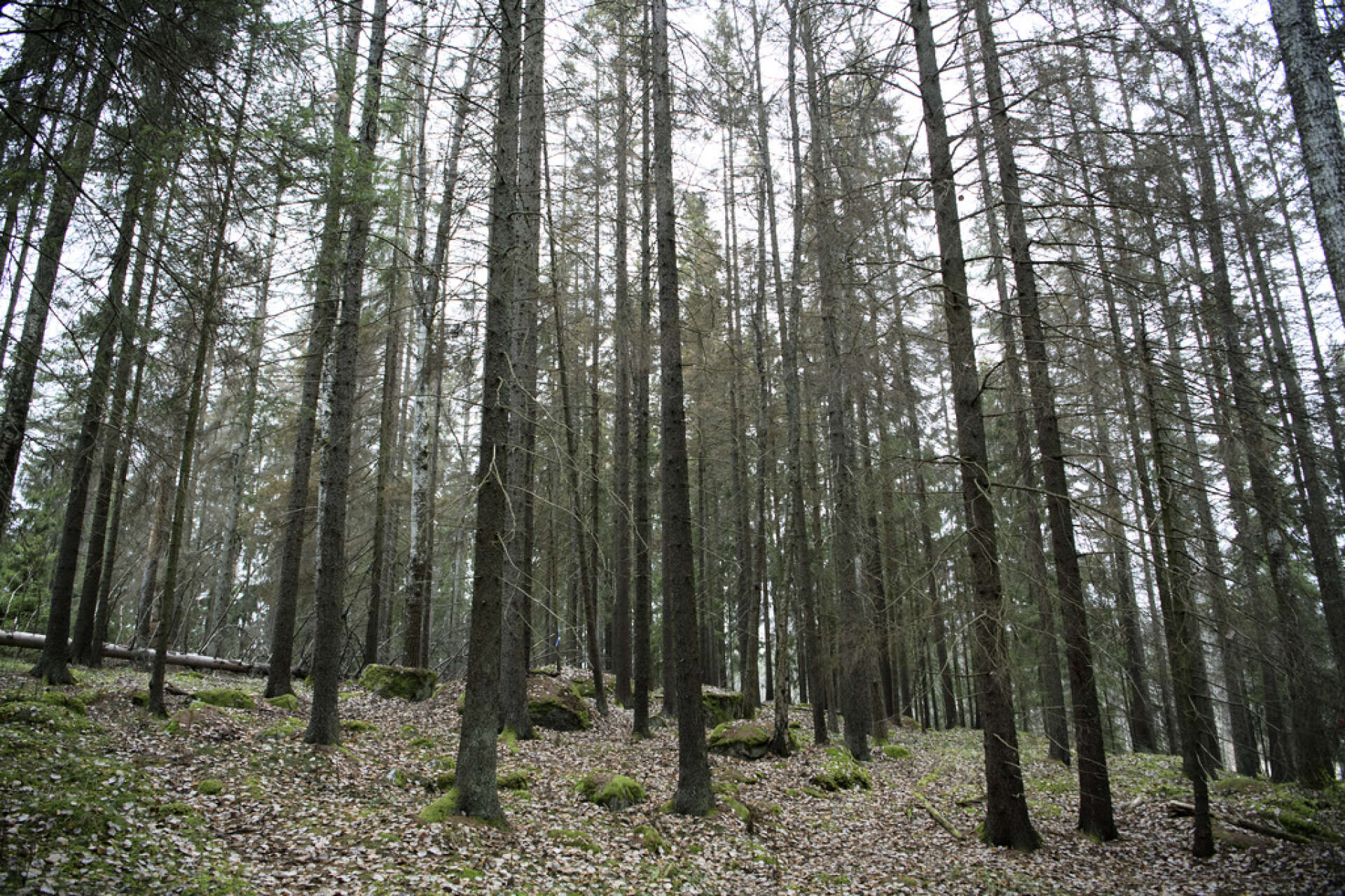 Granbarkborren vållade stora skador i skogen under förra året, inte minst på träd som försvagats av torkan 2018.