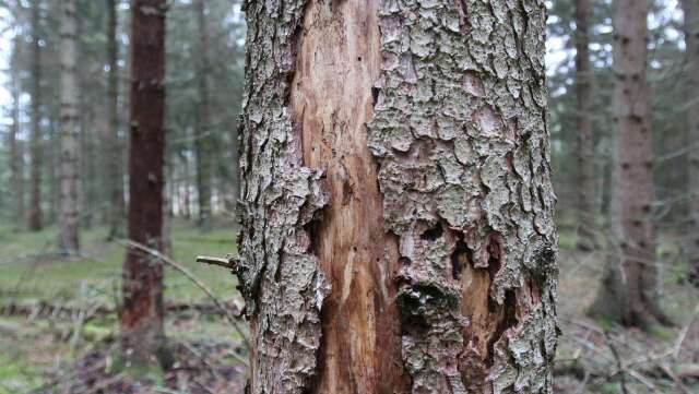 Granbarkborrarna orsakar stora skador på skogen.