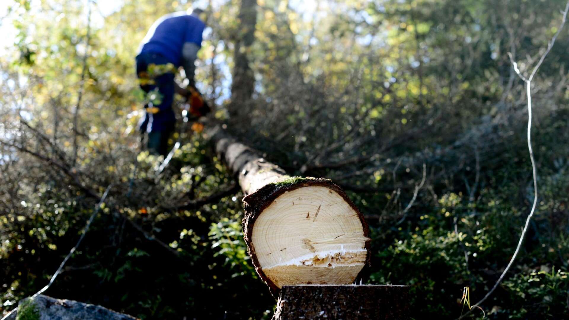 130 000 kronor tvingas en man i Åmål betala efter att olovligen ha huggit ner träd på kommunal mark. GENREBILD.