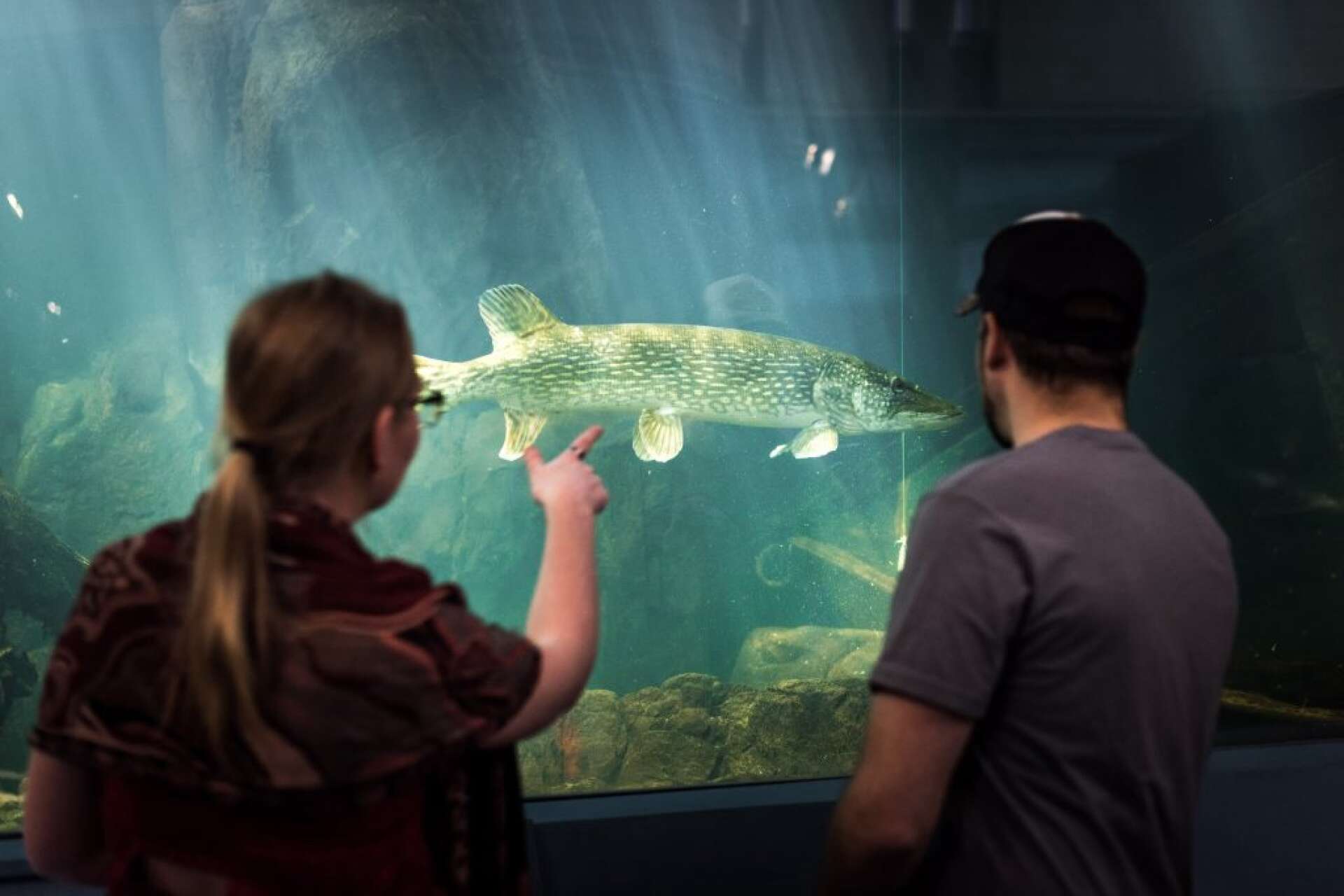 På Vänermuseet finns akvarium med Väners fiskar. 