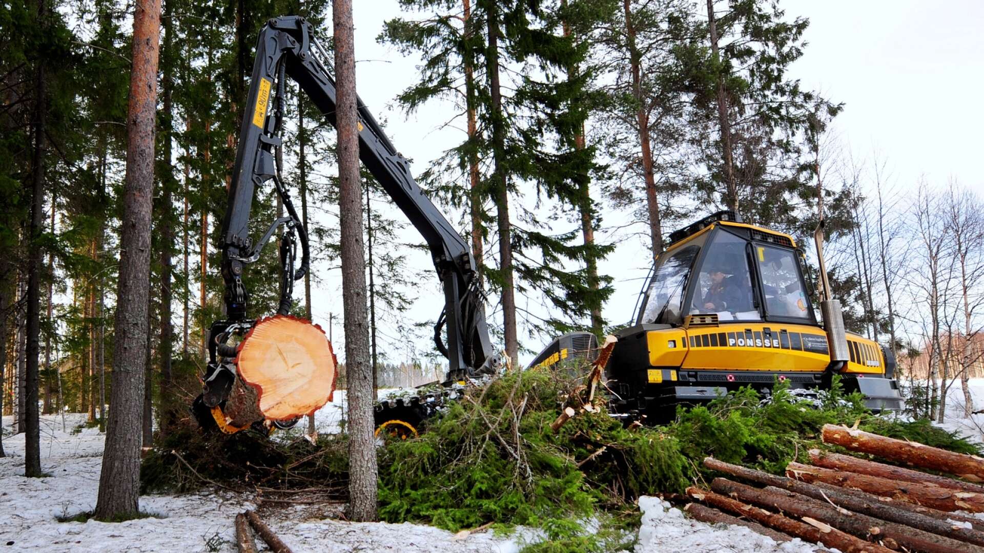 Det här betyder så klart att skogsägare tänker både en och två gånger innan de skickar in en avverkningsanmälan, skriver Martin Berg.