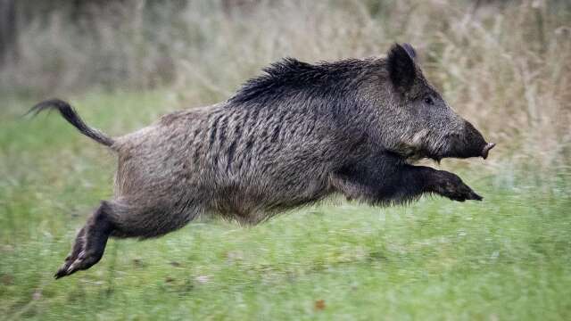 Sju döda vildsvin har hittats utanför Fagersta och SVA bekräftar att de har dött av afrikansk svinpest.