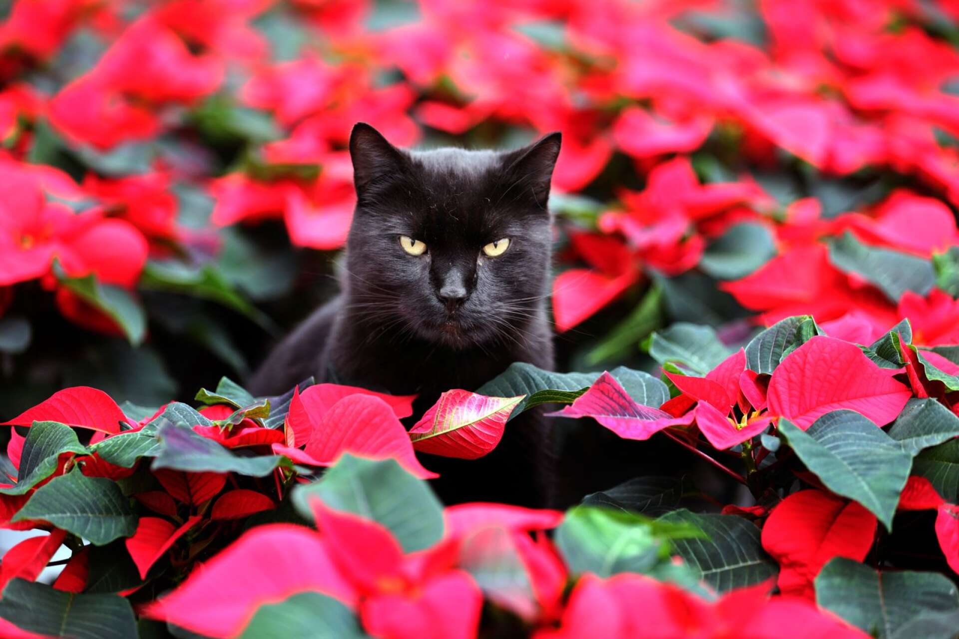 Katter får – hur frestande det än är – inte äta julstjärnor. De är mycket giftiga.
