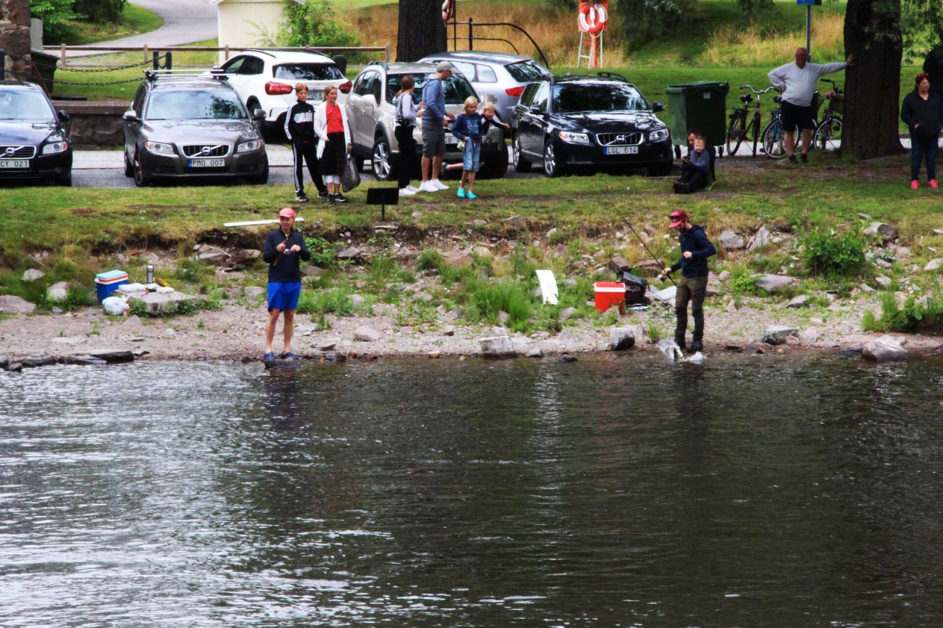 Den årliga gösfiskepremiären 2020 gick att genomföra vid Byälven och många gick hem med fina fångster. 