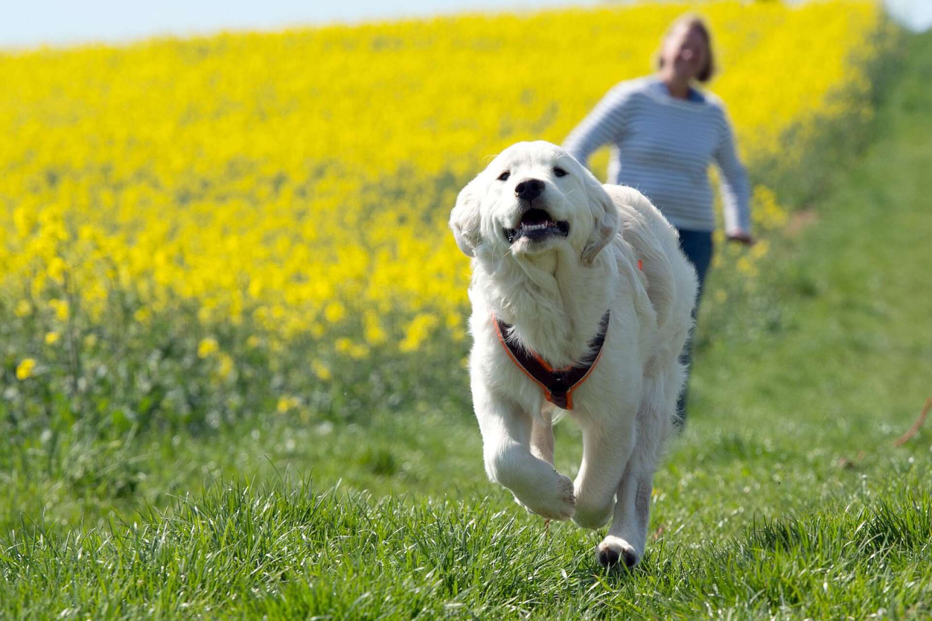 Golden retriever är också en populär hundras.