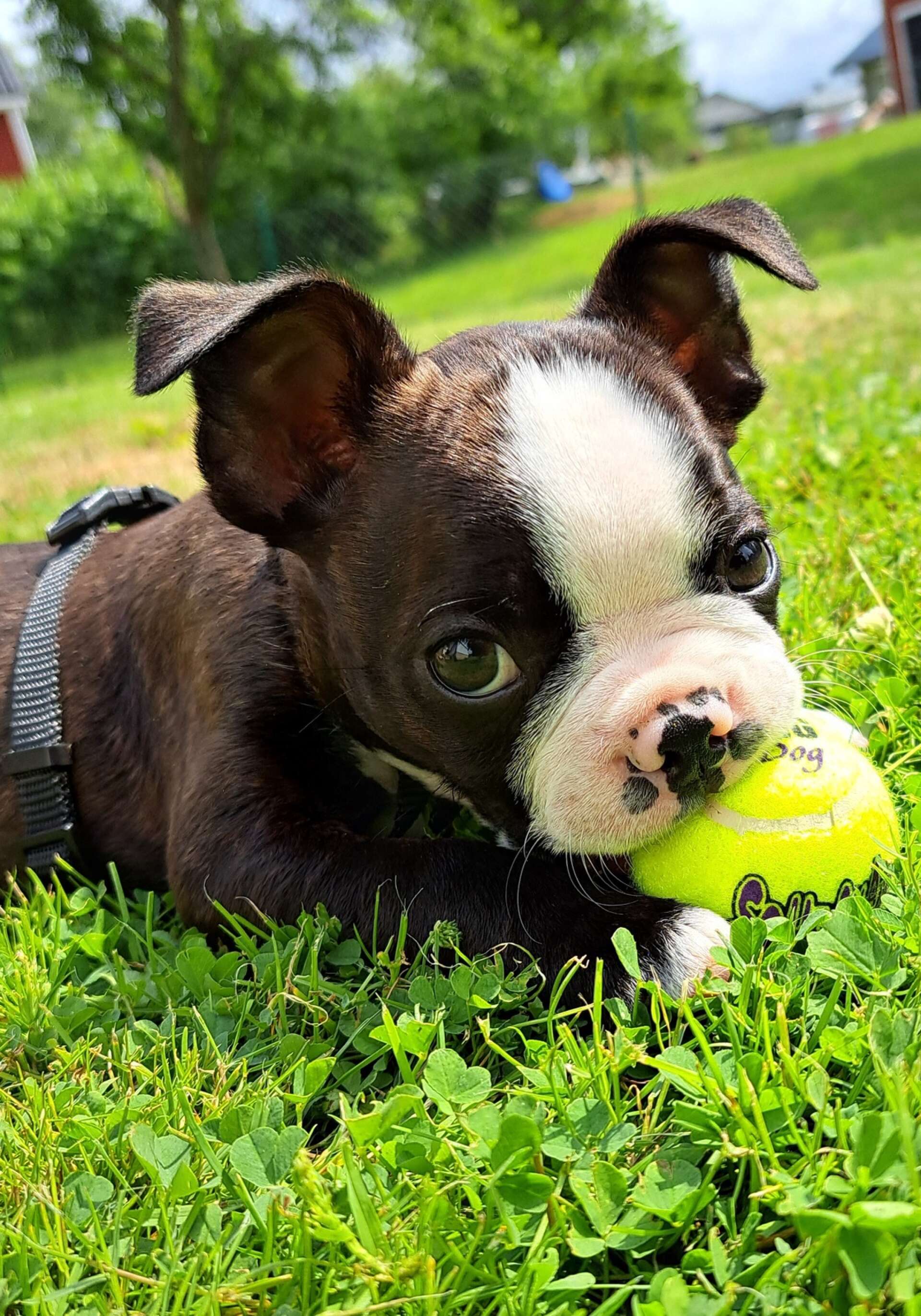 Tennisboll i miniformat tycker hundvalpen Hugo, är kul.