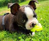 Tennisboll i miniformat tycker hundvalpen Hugo, är kul. 