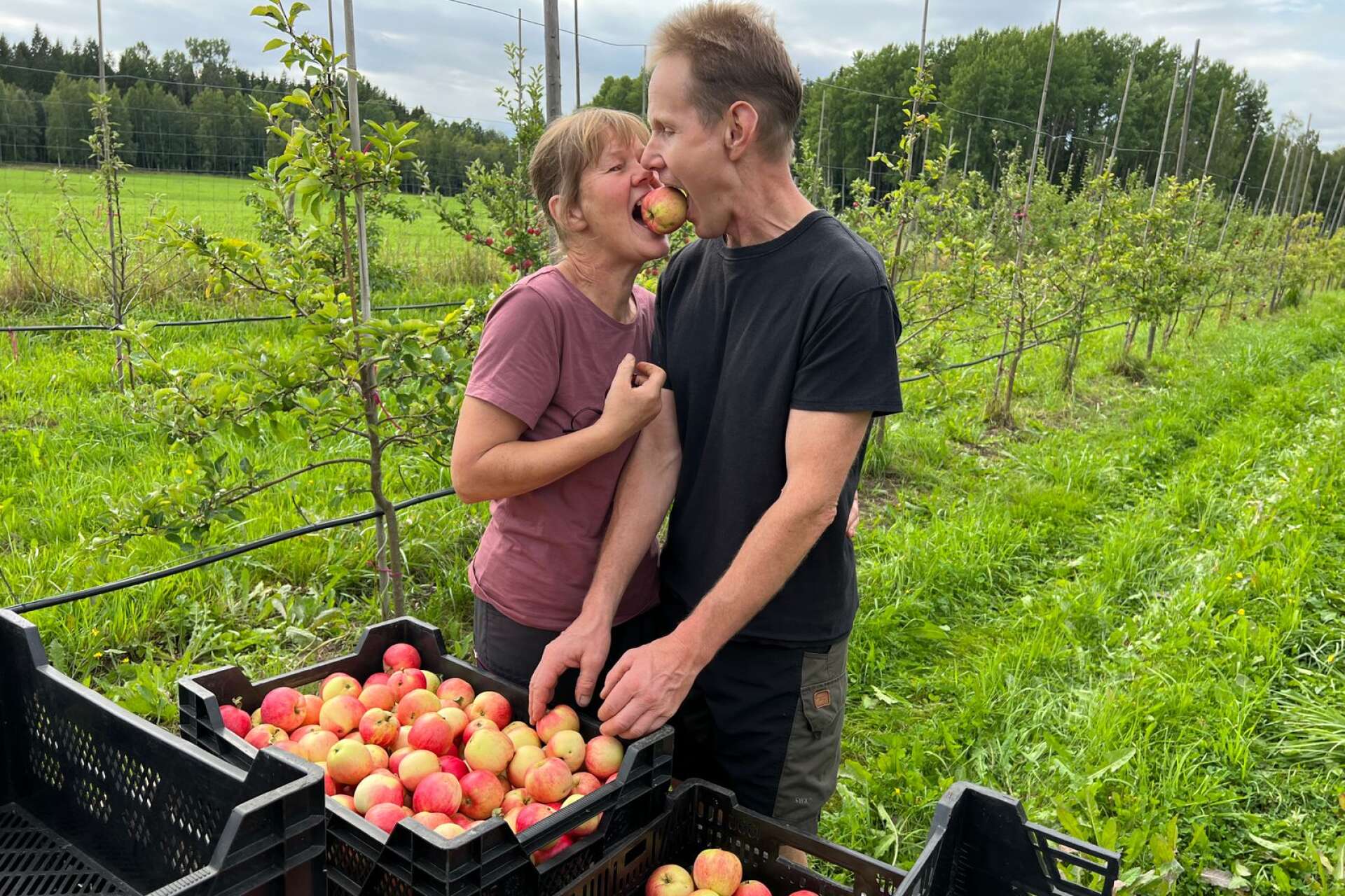 Åsa och Sören Bryngelsson älskar äpplen.