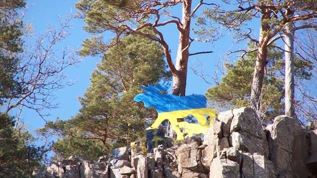 Den anrika älgen på kanten av Halleberg har fått blå-gula färger på samma sätt som Ukrainas flagga.