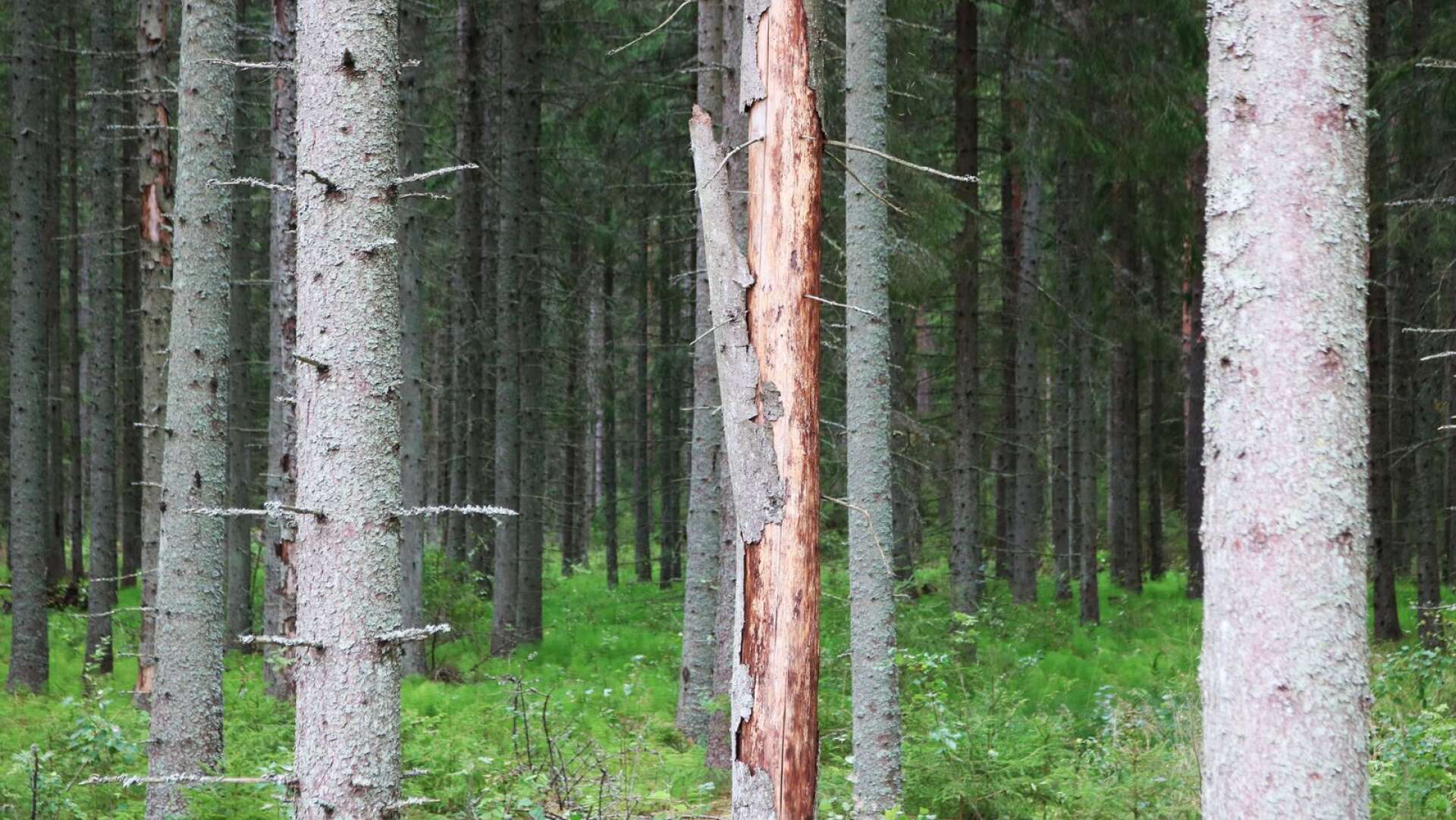 Vid Gustavsviksskogen har granbarkborren satt spår.