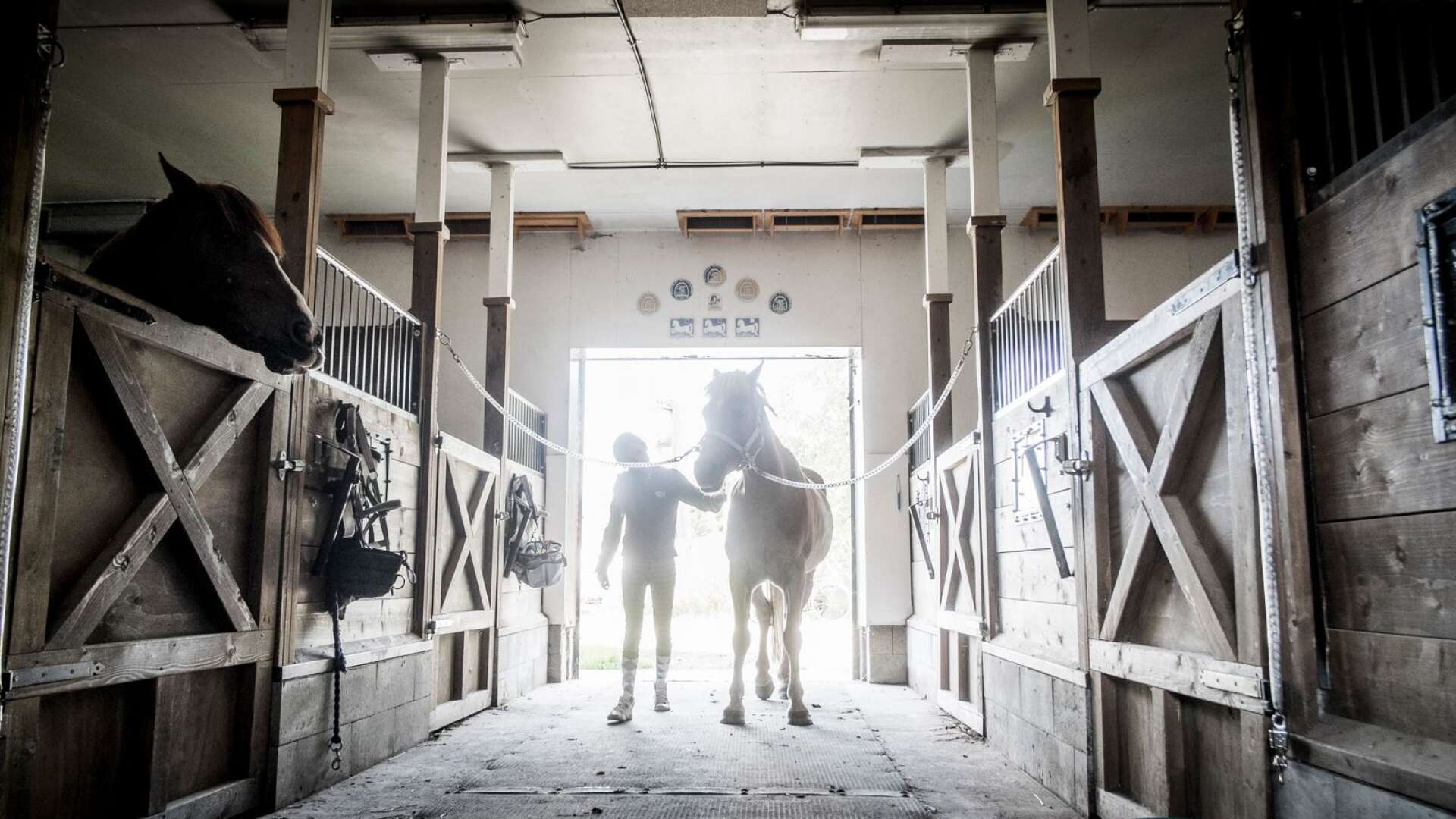 Jag hoppas att Hammarö kommun nu agerar för att värna om ridsporten i kommunen så att barn och unga kan vistas säkert i naturen till häst där en ny ridled skulle kunna ses som en investering, skriver insändarskribenten. Genrebild.
