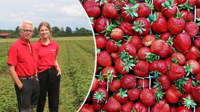 Värmlandsbär om chans till jordgubbar från Rudskoga till midsommar