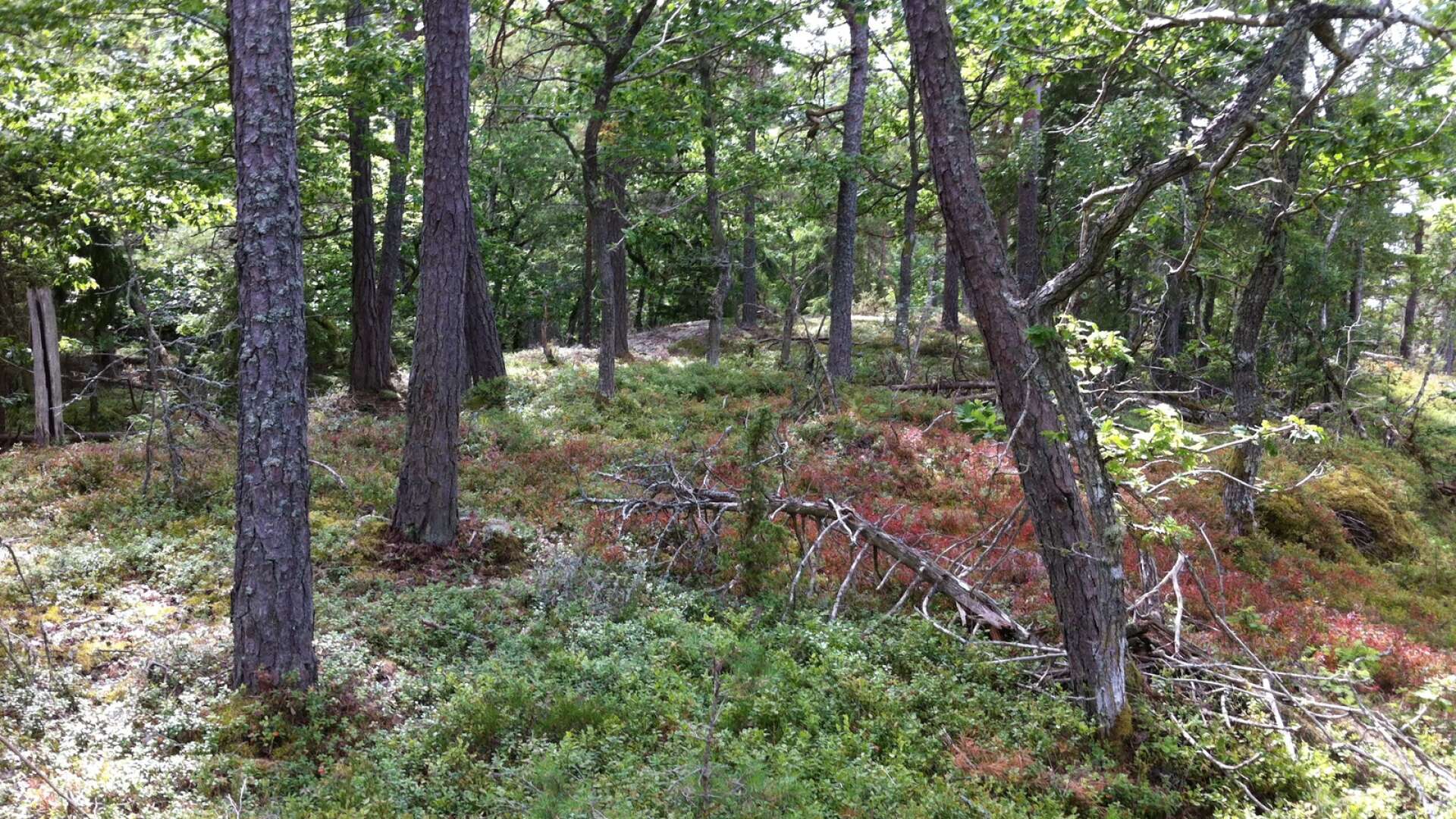 Beslutet om att bilda naturreservat vid Kållands skärgårdar kommer att dröja. Enligt Örjan Nilsson är det sannolikt att staten fattar det formella beslutet år 2025 eller 2026. På bild ön Klitt, som idag är en del av naturvårdsområdet och som kommer att ingå i det kommande beslutet om naturreservatet. 