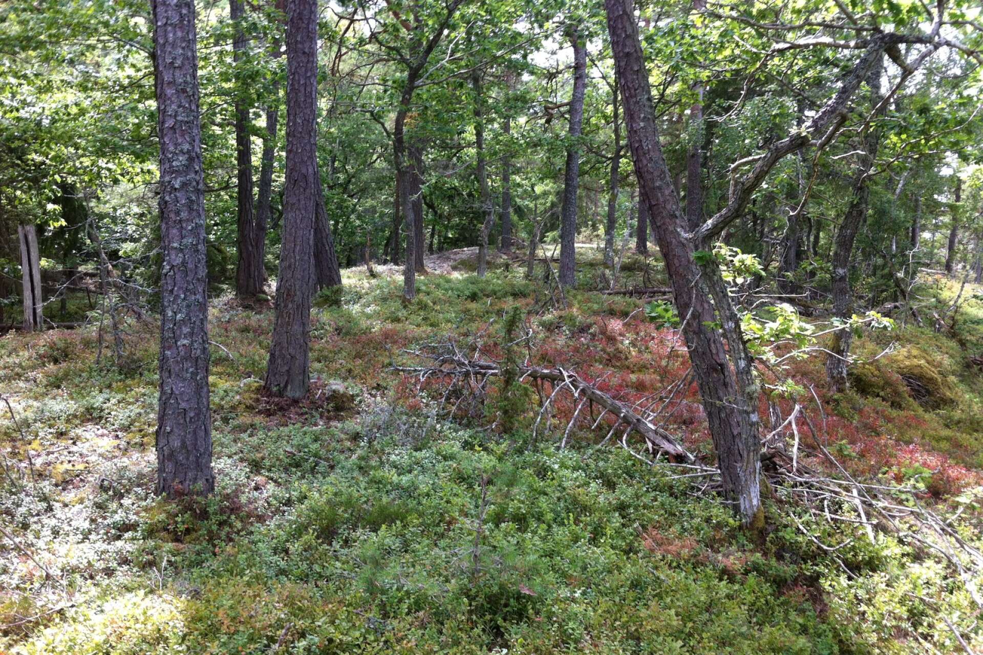 Beslutet om att bilda naturreservat vid Kållands skärgårdar kommer att dröja. Enligt Örjan Nilsson är det sannolikt att staten fattar det formella beslutet år 2025 eller 2026. På bild ön Klitt, som idag är en del av naturvårdsområdet och som kommer att ingå i det kommande beslutet om naturreservatet. 
