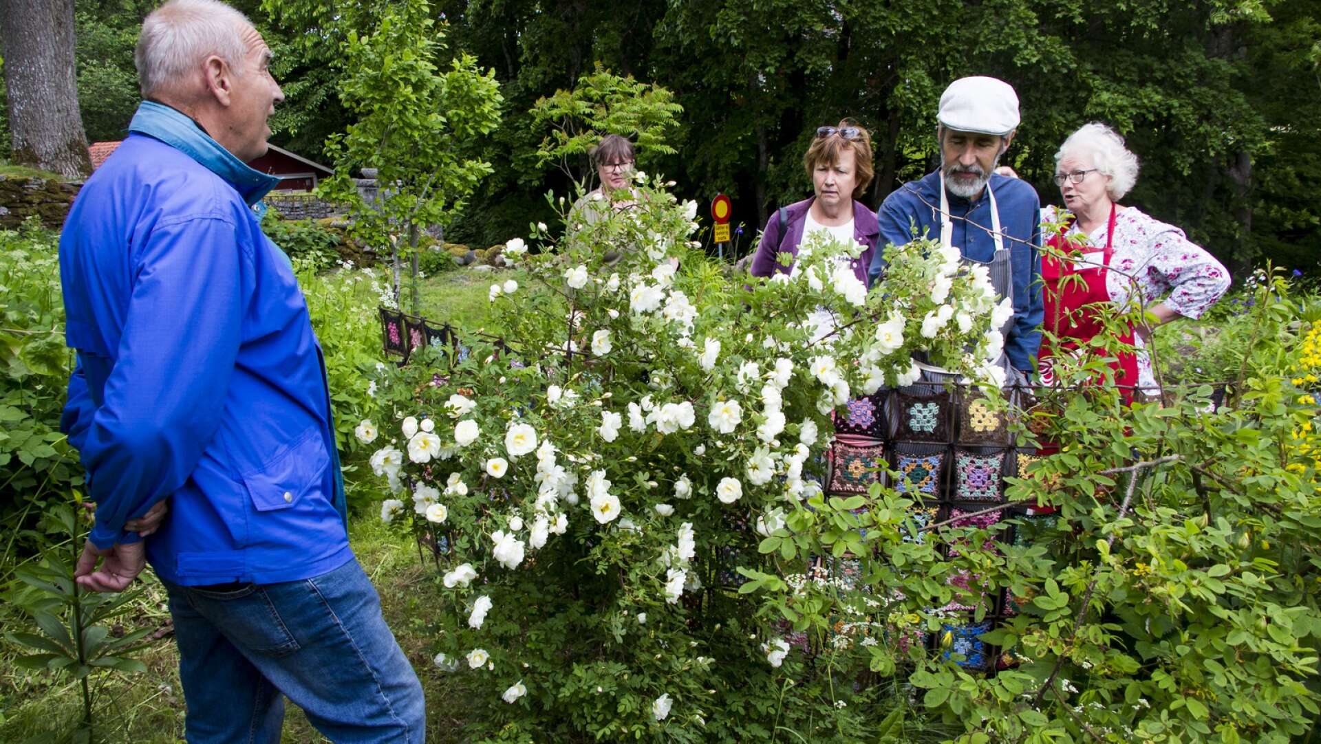 Manne och Katarina lät besökarna ta en närmare titt på rosbusken.