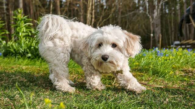 Bella toppar alltjämt listan på det vanligaste hundnamnet i Sunne. Genrebild.
